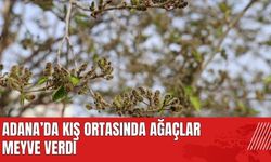 Adana'da kış ortasında ağaçlar meyve verdi