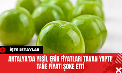 Antalya’da Yeşil Erik Fiyatları Tavan Yaptı! Tane Fiyatı Şoke Etti