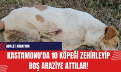 Kastamonu'da 10 Köpeği Zehirleyip Boş Araziye Attılar!