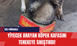 Yiyecek Arayan Köpek Kafasını Tenekeye Sıkıştırdı