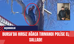Maymun Değil İnsan! Bursa'da Hırsız Ağaca Tırmandı Polise El Salladı
