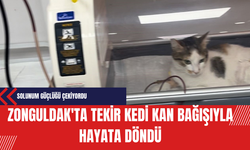 Zonguldak'ta Tekir Kedi Kan Bağışıyla Hayata Döndü