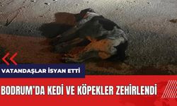 Bodrum'da kedi ve köpekler zehirlendi