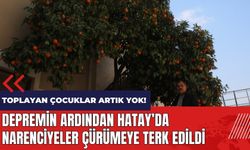 Depremin ardından Hatay'da narenciyeler çürümeye terk edildi