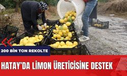 Hatay'da limon üreticisine destek
