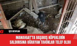 Manavgat’ta Başıboş Köpeklerin Saldırısına Uğrayan Tavuklar Telef Oldu