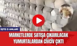 Marketlerde satışa çıkarılacak yumurtalardan civciv çıktı