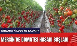 Mersin'de örtü altı domates hasadı başladı! Tarlada kilosu ne kadar?