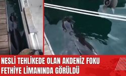 Nesli tehlikede olan Akdeniz Foku Fethiye limanında görüldü