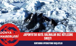 Japonya'da Katil Balinalar Buz Kütlesine Sıkıştı Kurtarma Operasyonu Başlatıldı