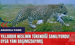 Yıllardır neslinin tükendiği sanılıyordu! Oysa yanı başımızdaymış