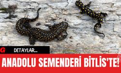 Anadolu Semenderi Bitlis'te!