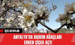 Antalya’da Badem Ağaçları Erken Çiçek Açtı