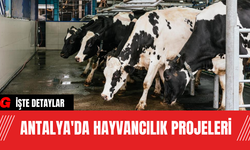 Antalya'da Hayvancılık Projeleri