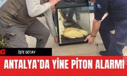 Antalya’da Yine Piton Alarmı