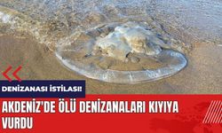 Denizanası istilası! Akdeniz'de ölü denizanaları kıyıya vurdu