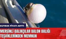 Mersinli balıkçılar balon balığı teşviklerinden memnun