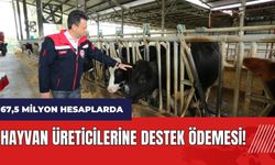 Muğla'da hayvan üreticilerine destek ödemesi! 67,5 milyon bugün hesaplarda