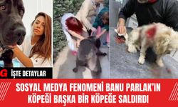 Sosyal Medya Fenomeni Banu Parlak’ın Köpeği Başka Bir Köpeğe Saldırdı