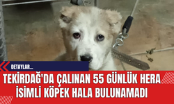 Tekirdağ'da Çalınan 55 Günlük Hera İsimli Köpek Hala Bulunamadı