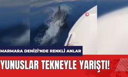 Yunuslar tekneyle yarıştı! Marmara Denizi'nde renkli anlar
