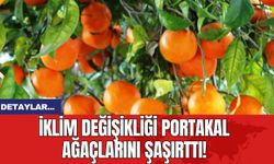 İklim Değişikliği Portakal Ağaçlarını Şaşırttı!