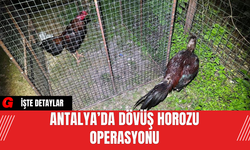 Antalya’da Dövüş Horozu Operasyonu
