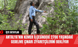 Antalya’nın Kemer İlçesindeki 2700 Yaşındaki Gedelme Çınarı Ziyaretçilerini Bekliyor