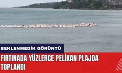 Fırtınada yüzlerce pelikan plajda toplandı