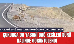 Çukurca'da yabani dağ keçileri sürü halinde görüntülendi