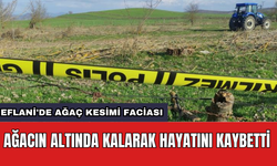 Eflani'de ağaç kesimi faciası: Ağacın altında kalarak hayatını kaybetti