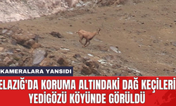 Elazığ'da koruma altındaki dağ keçileri Yedigözü köyünde görüldü