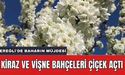 Ereğli'de baharın müjdesi: Kiraz ve vişne bahçeleri çiçek açtı