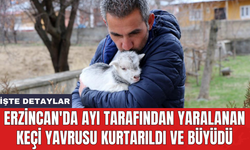Erzincan'da ayı tarafından yaralanan keçi yavrusu kurtarıldı ve büyüdü