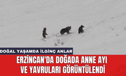 Erzincan'da doğada anne ayı ve yavruları görüntülendi