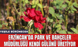 Erzincan’da Park ve Bahçeler Müdürlüğü kendi gülünü üretiyor