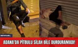 Adana'da Pitbulu Silah Bile Durduramadı!