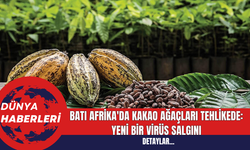 Batı Afrika'da Kakao Ağaçları Tehlikede: Yeni Bir Virüs Salgını