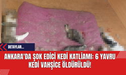 Ankara'da Şok Edici Kedi Katliamı: 6 Yavru Kedi Vahşice Öldürüldü!