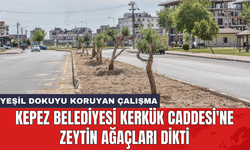 Kepez Belediyesi Kerkük Caddesi'ne zeytin ağaçları dikti