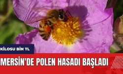 Mersin'de polen hasadı başladı! Kilosu bin TL