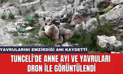 Tunceli'de anne ayı ve yavruları dron ile görüntülendi