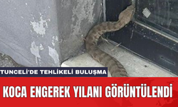 Tunceli'de tehlikeli buluşma: Koca engerek yılanı görüntülendi