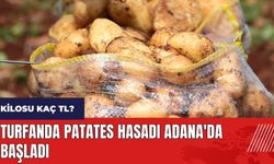 Turfanda patates hasadı Adana'da başladı! Patatesin kilosu kaç TL?