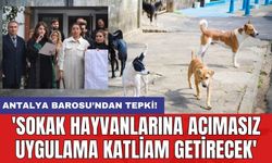 Antalya Barosu’ndan tepki! 'Sokak hayvanlarına acımasız uygulama katliam getirecek'