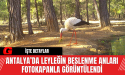 Antalya’da Leyleğin Beslenme Anları Fotokapanla Görüntülendi