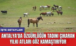 Antalya'da özgürlüğün tadını çıkaran yılkı atları göz kamaştırıyor