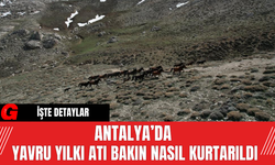 Antalya’da Yavru Yılkı Atı Bakın Nasıl Kurtarıldı