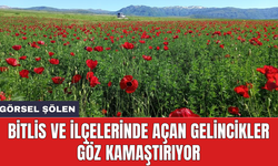 Bitlis ve ilçelerinde açan gelincikler göz kamaştırıyor