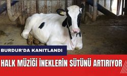Burdur'da kanıtlandı: Halk müziği ineklerin sütünü artırıyor